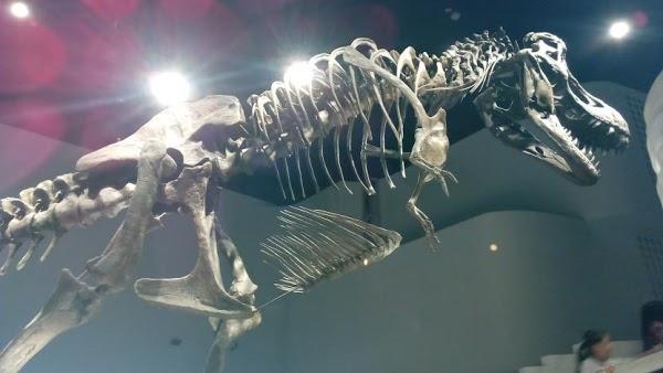 Imagen 18 Moto a Punto C.B. foto