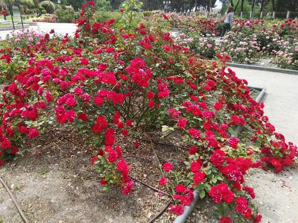 Imagen 21 Restaurante Japones Sakura foto