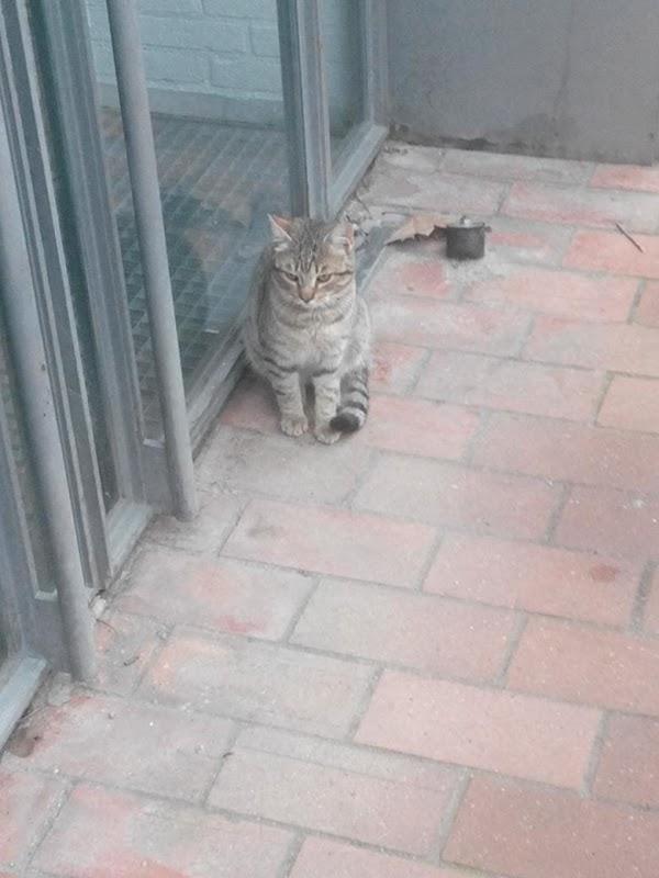 Imagen 24 LePort School Irvine Westpark foto