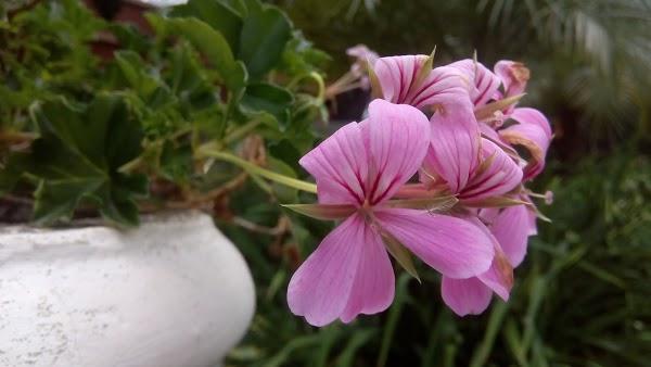 Imagen 49 Restaurante y Cafetería Liceo de Taoro foto