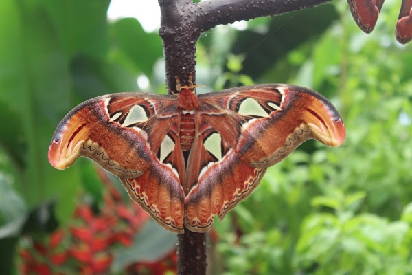Imagen 160 Mariposario de Benalmádena-Butterfly Park foto