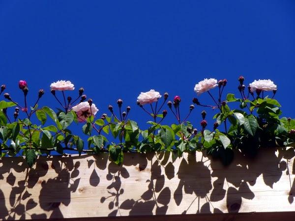 Imagen 2 Naranjas Juan foto