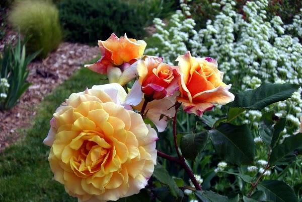 Imagen 13 Naranjas Juan foto