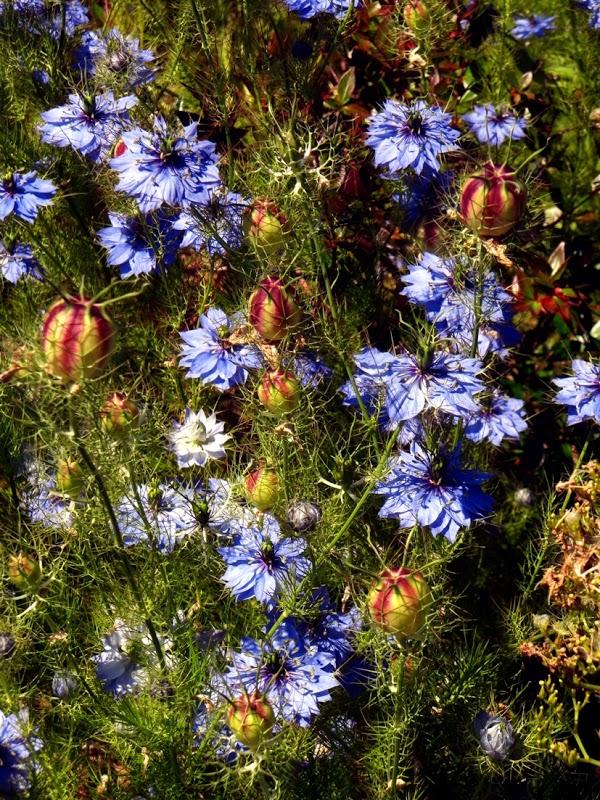 Imagen 17 Naranjas Juan foto