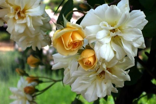 Imagen 6 Naranjas Juan foto