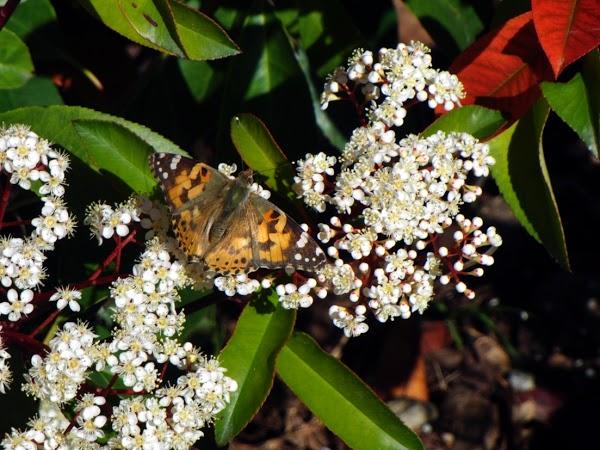 Imagen 9 Naranjas Juan foto