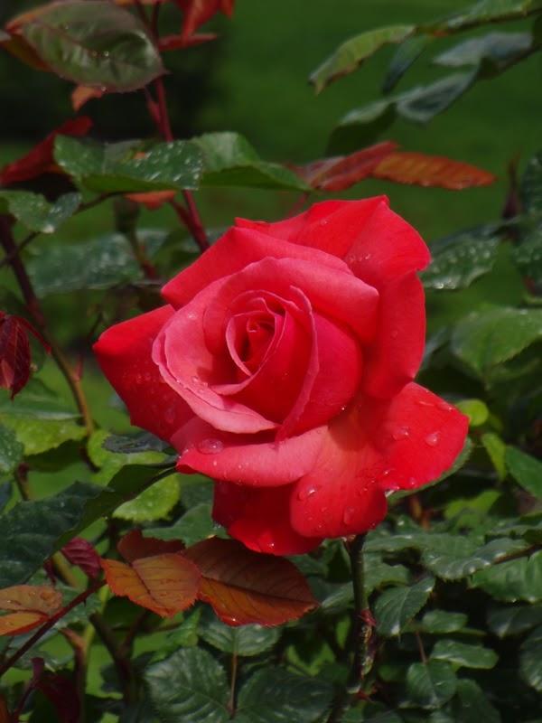 Imagen 10 Naranjas Juan foto