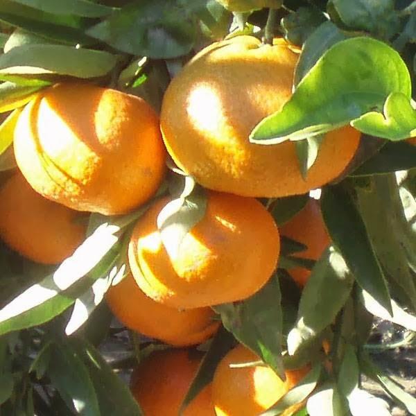 Imagen 59 NARANJAS ARTESANAS de Burriana (Castellón) foto