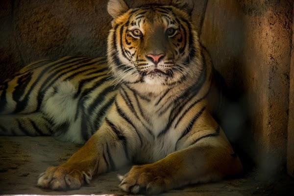 Imagen 128 Parque Zoológico de Irapuato foto