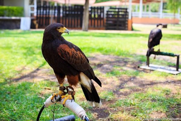 Imagen 142 Parque Zoológico de Irapuato foto