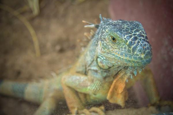 Imagen 144 Parque Zoológico de Irapuato foto