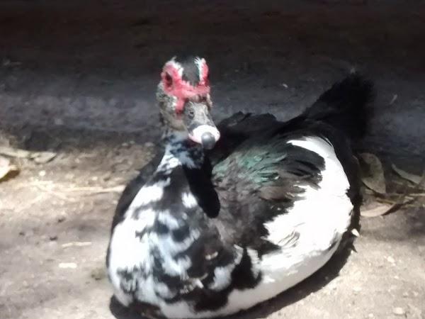 Imagen 147 Parque Zoológico de Irapuato foto