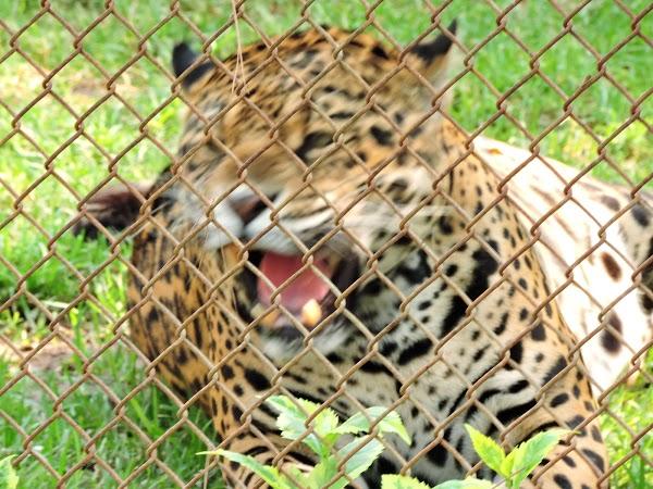 Imagen 157 Parque Zoológico de Irapuato foto