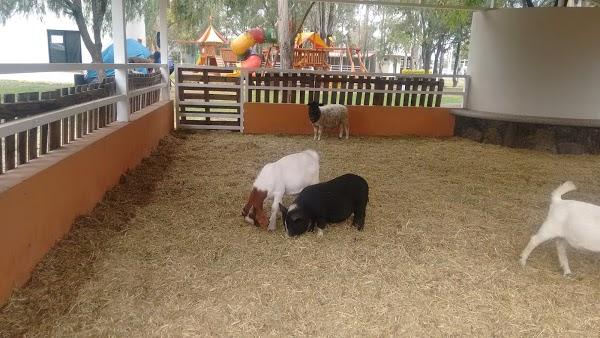 Imagen 164 Parque Zoológico de Irapuato foto