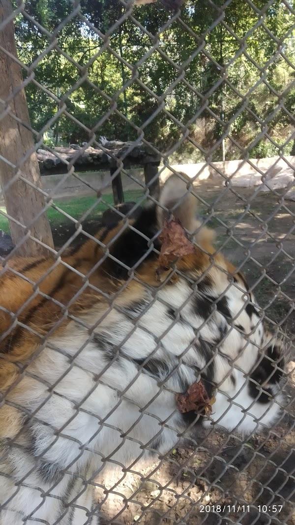 Imagen 176 Parque Zoológico de Irapuato foto