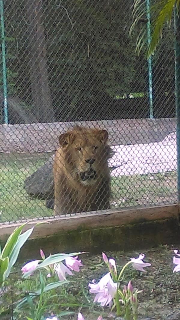 Imagen 184 Parque Zoológico de Irapuato foto
