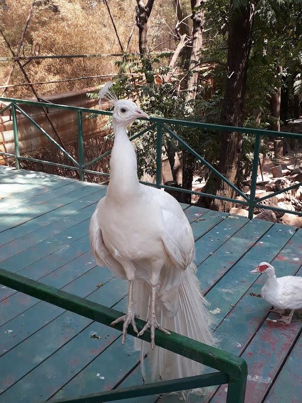 Imagen 187 Parque Zoológico de Irapuato foto