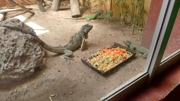 Imagen 45 Parque Zoológico de Irapuato foto