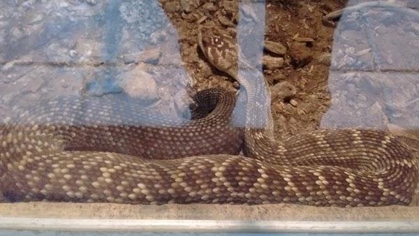 Imagen 57 Parque Zoológico de Irapuato foto