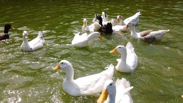 Imagen 97 Parque Zoológico de Irapuato foto