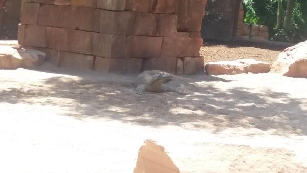 Imagen 71 Chiringuito Iguana Gavà Mar foto