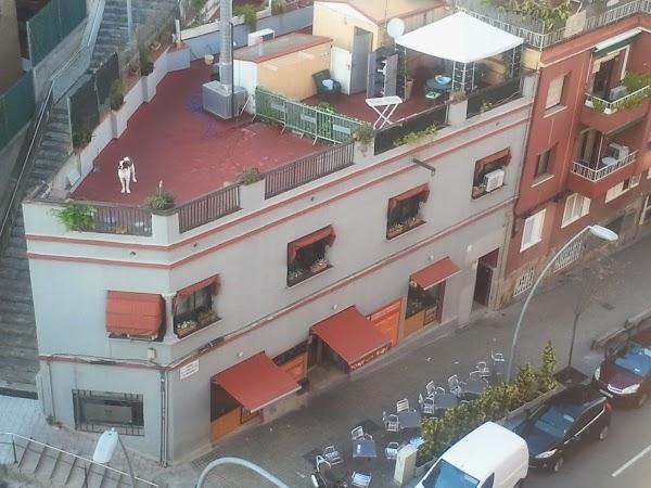 Imagen 34 Pardos Chicken Santa Anita foto