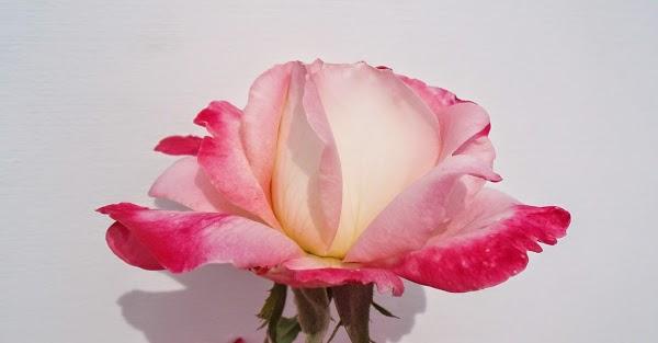 Imagen 1 Pacific InterContinental College foto