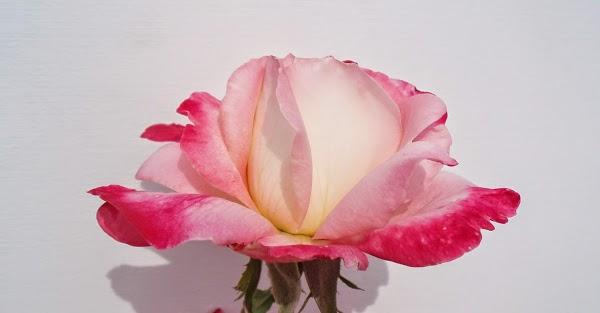 Imagen 3 Pacific InterContinental College foto