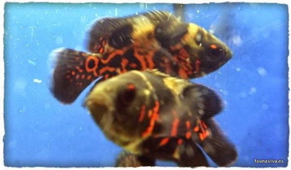 Imagen 23 Moliere Café foto