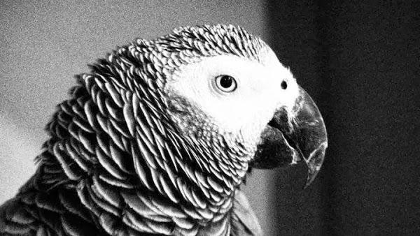 Imagen 32 Moliere Café foto