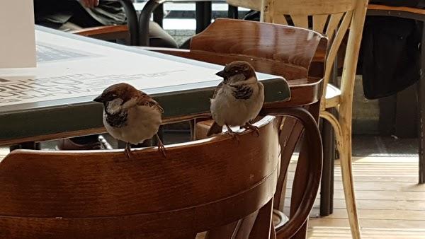 Imagen 47 Cervecería Pepe foto