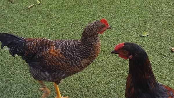 Imagen 36 Guachinche El Talegazo foto