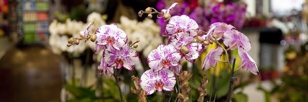 Imagen 225 FLORISTERIA LILAS - CASTIÑEIRIÑO foto