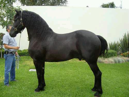 Imagen 33 El Tenique foto