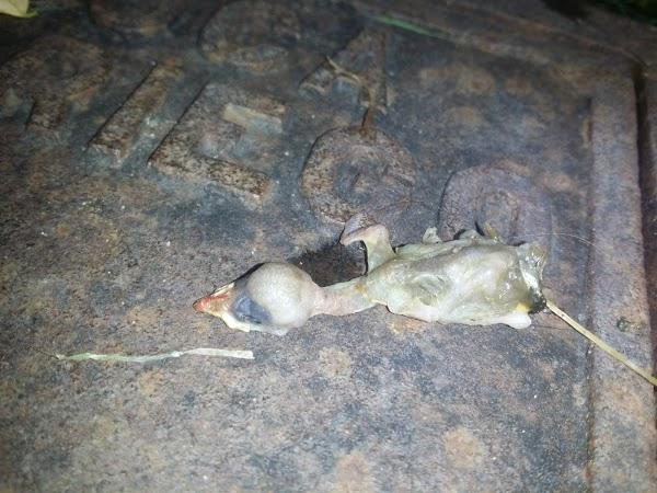 Imagen 34 Hotel Ibérica foto