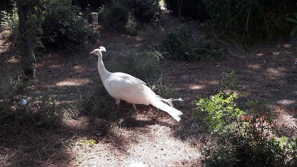 Imagen 47 Cafe Rebeca Benicasim foto