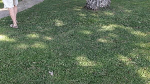 Imagen 48 Cafe Rebeca Benicasim foto