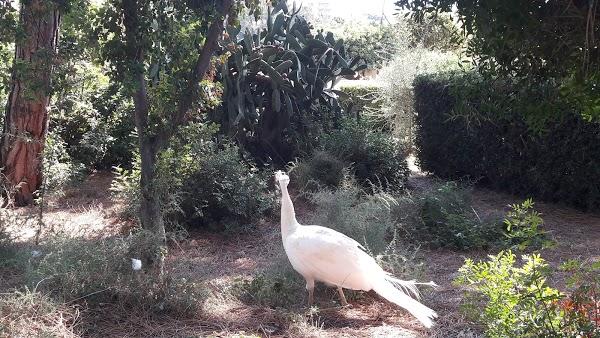 Imagen 51 Cafe Rebeca Benicasim foto