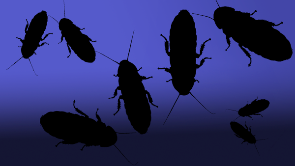 Imagen 11 San Eustaquio foto