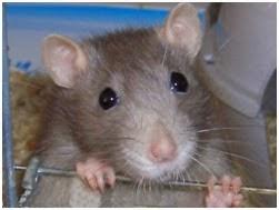 Imagen 12 San Eustaquio foto