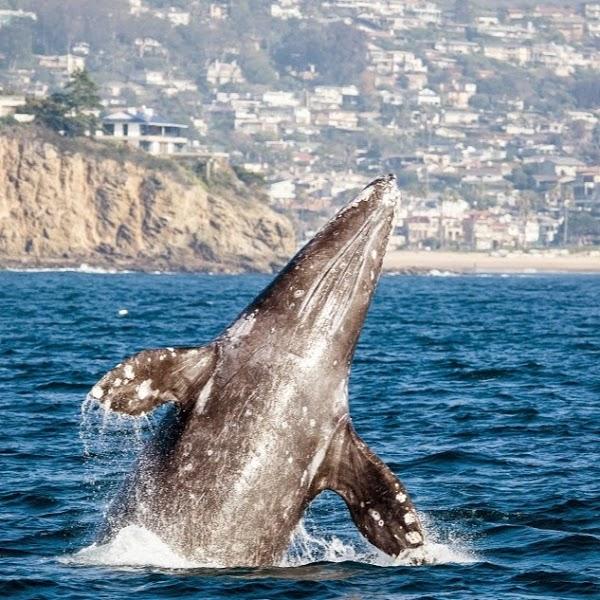 Imagen 1 Passarela foto