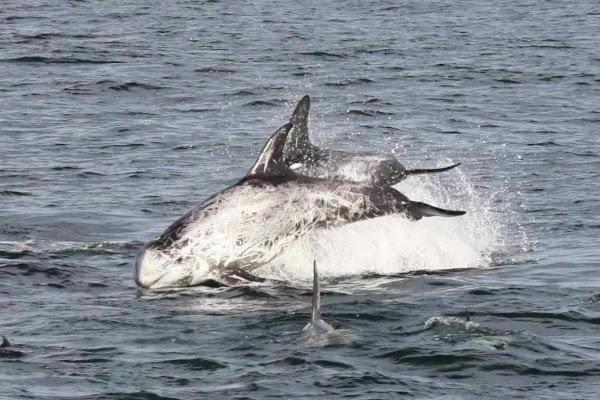 Imagen 4 Passarela foto