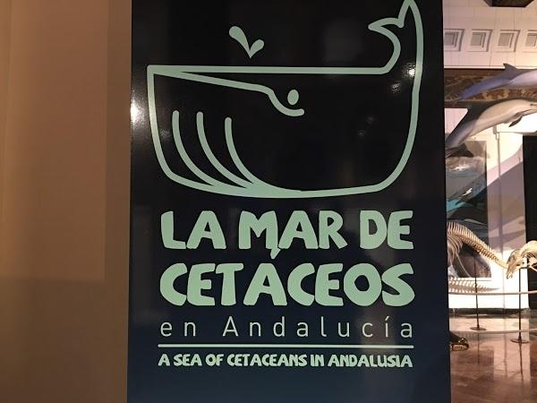 Imagen 30 Enric Sans Rodés foto