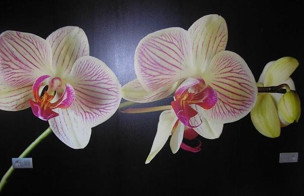 Imagen 1 Llantimundo Independencia foto