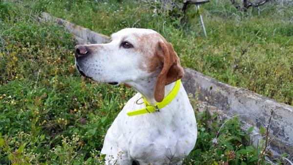 Imagen 38 Lloyds Beach Club foto