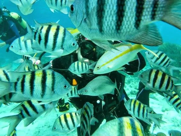 Imagen 2 Medusa Buceo foto