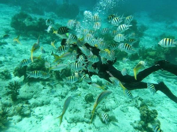 Imagen 6 Medusa Buceo foto