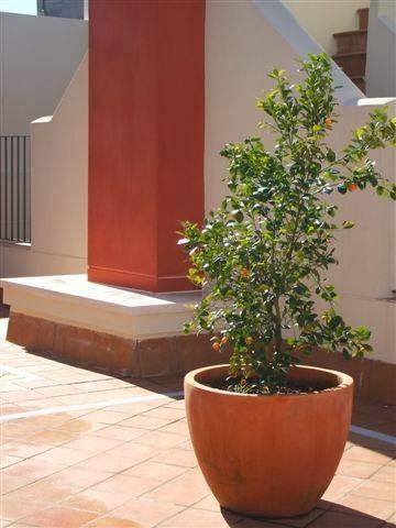 Imagen 17 Tatakua Alfajores Paraguay foto