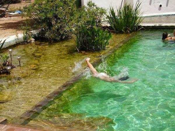 Imagen 3 SARGA PTR foto