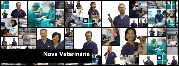 Imagen 31 Telepizza foto